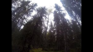 Охота на глухарином току. Осень.