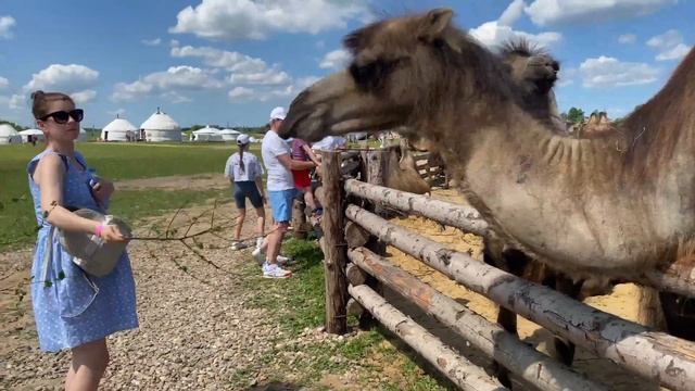 Этнопарк «Кочевник»: верблюды, шаманы и лагман