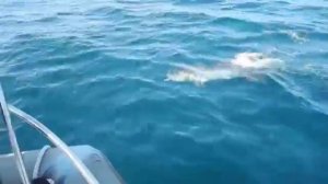 Обитатели Черного моря