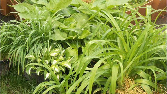 FERNS AND GRASSES SALE!.Yardley/Newtown, PA Area Landscaping: orserlandscaping.com