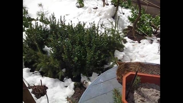 черенкование вечнозелёных растений часть 1