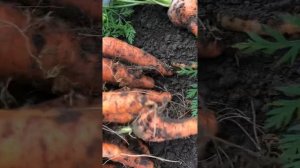 Уборка моркови 1 , сорт Дордонь , 15 сентября 20 года .