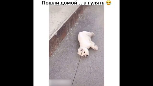 СМЕШНЫЕ ЖИВОТНЫЕ/Я РЖАЛ ДО СЛЁЗ😂/ЛУЧШИЕ ПРИКОЛЫ С КОТАМИ И СОБАКАМИ смотреть онлайн