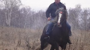 Horses heavy trucks (Лошади тяжеловозы)