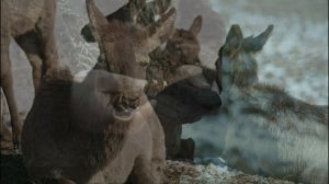 Русские Робинзоны: Шесть лет в Ледяном Аду/Реальная История Выживания четырёх моряков