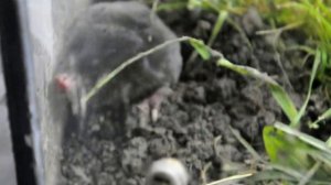 Крот дома День 3