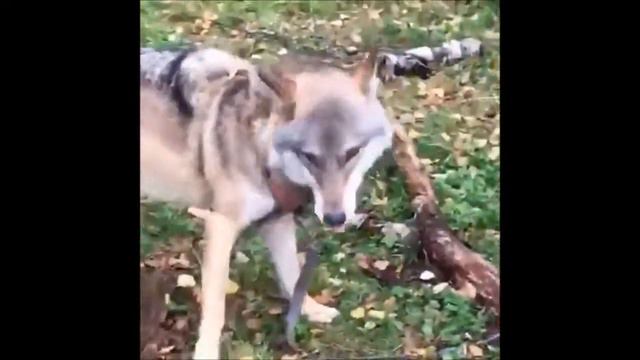 Волк Февраль. Школа Дом Волка. The School House Of The Wolf)