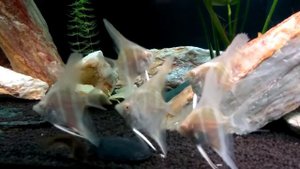 скалярии Дантум Альбино