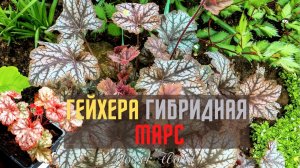Обзор. Гейхера гибридная МАРС.☘☘☘