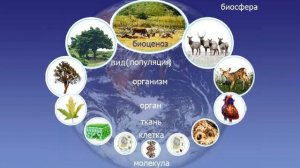 От клетки до биосферы