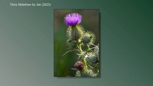 Adobe Lightroom Classic - Flora Slideshow 2023 смотреть онлайн