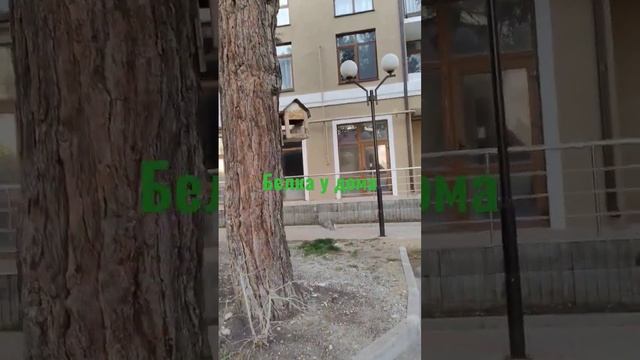 Белки живут у жилого дома по соседству смотреть онлайн