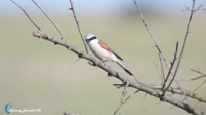 Красивая Мелодия До Слез! Самая красивая мелодия на свете! Эту музыку можно слушать вечно!