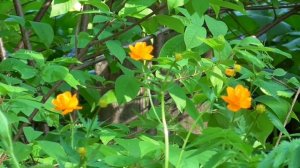 Снятие напряжения  Для женщин  Настрои академика Сытина Г.Н.