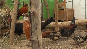Hybrid pheasant and chicken. Гибрид фазана и курицы