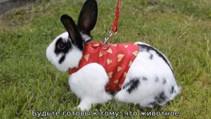 Шлейка для кролика