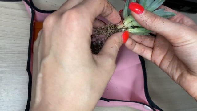 Пересадка Эхеверии Хукера // Replanting Echeveria Hookeri // Эхеверия из "Магнита"