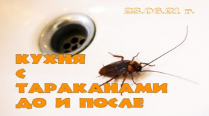Много тараканов на кухне
