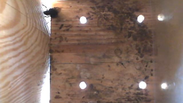 Steenhommel in nestkast смотреть онлайн