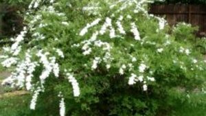 Снежноягодник в вашем саду