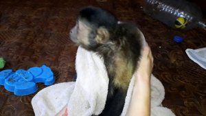 Как приучить обезьяну к воде. Боятся ли капуцины воды.