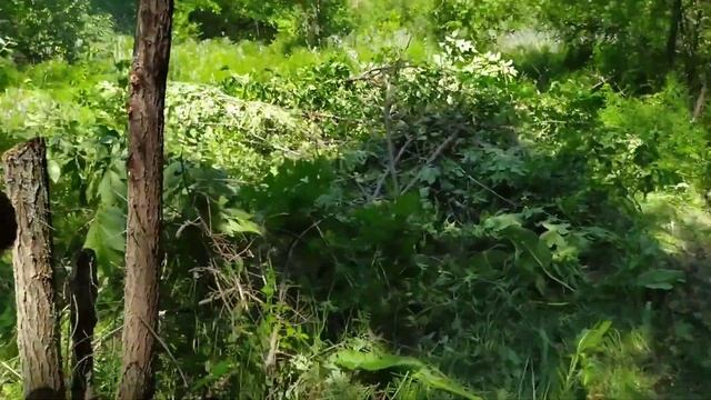 Пруд Аносов, село Криуша, Панинский р-н смотреть онлайн