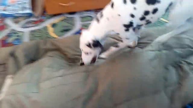 Собачка тоже хочет в спальник)) смотреть онлайн