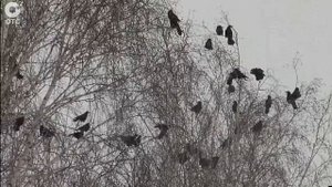 Грачи прилетели! Почему гнезда в новосибирском грачовнике могут опустеть?