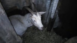 Как и зачем достаём жвачку у козы, прививки козлятам