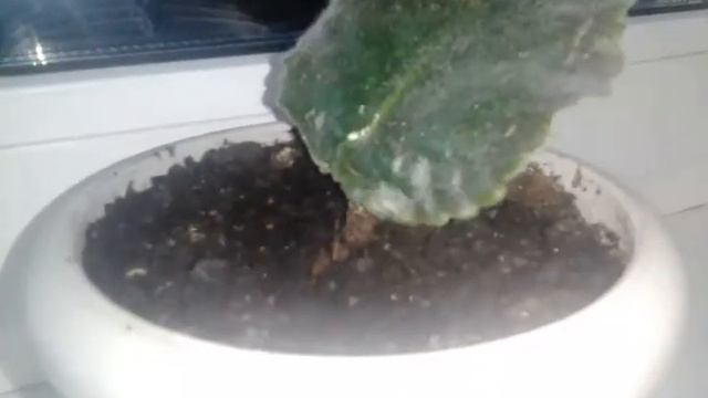 Посадил лист фиалки смотреть онлайн