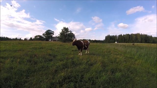 Вес бройлера в 46 дней. Корова в охоте. Отбиваю косу. смотреть онлайн