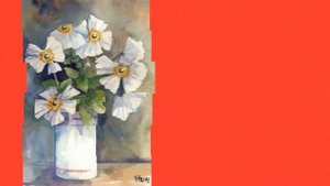 Анемона корончатая (Anemone japonica)
