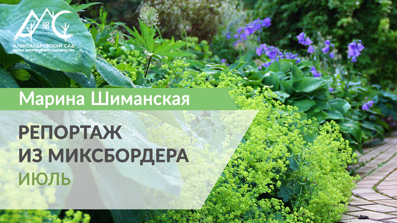 Репортаж из миксбордера. 3. ЛЕТО