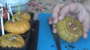 Размножение гладиолусов делением клубня
