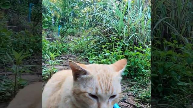 Cute Orange Big Cat in the vegetable garden.//Lucky Munchkin 럭키 먼치킨 смотреть онлайн