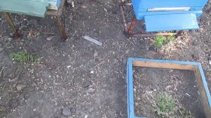 Интересное занятие-покраска и ремонт ульев!)))