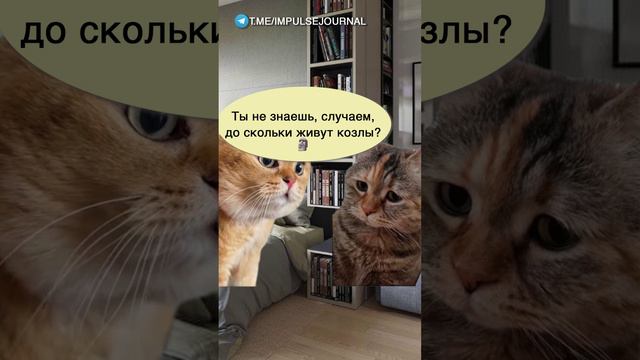 Энциклопедийные знания #мыкотики #прикол #разговор #анекдот #шутки #котики #юмор #смешное #прикольно