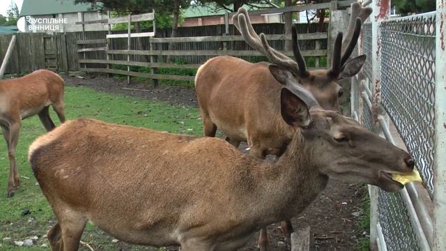 Лама та оленята: поповнення у вінницькому зоопарку смотреть онлайн