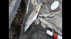 Озеро КЩАРА! Рыбалка. Щука на кружки на живца! Супер рыбалка!