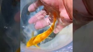 Гиринохейлус золотой (Gyrinocheilus aymonieri) присоска водорослеед