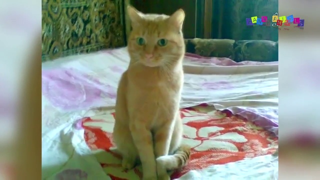Смешные коты и кошки. Говорящий сфинкс.