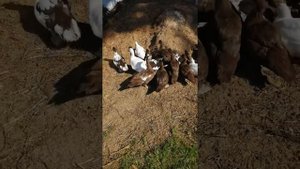 Как сделать, чтоб у уток было сухо!