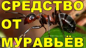 КАК  ИЗБАВИТЬСЯ  ОТ  МУРАВЬЁВ  В  БАНЕ !