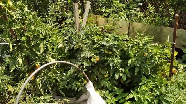 Монгольский карлик созревание смотреть онлайн