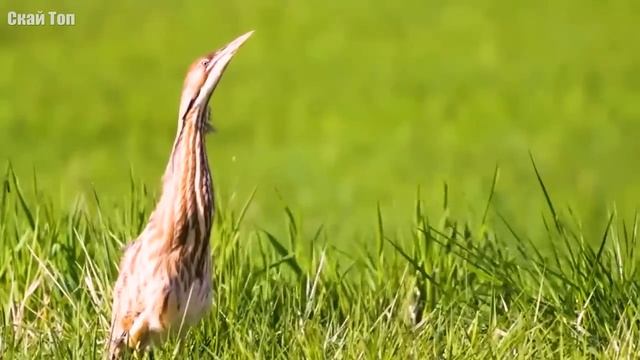 Животные с удивительными и странными ГОЛОСАМИ смотреть онлайн