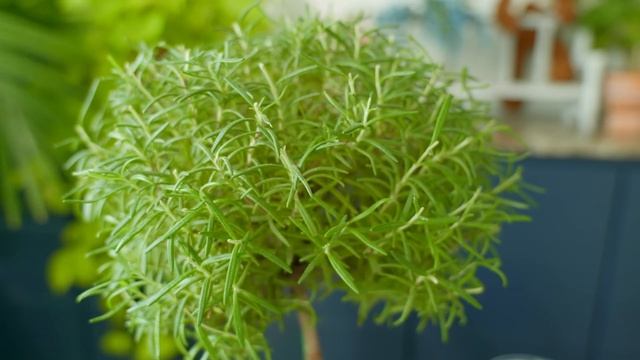 4K 로즈마리 키우기를 실패하는 3가지 이유  로즈마리 잘 키우는 방법과 병충해 예방법