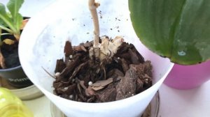 Уход за орхидеями,пересадка, как реанимировать орхидеи