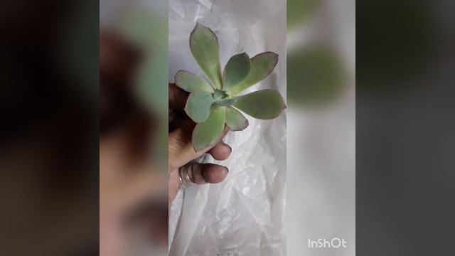 Pachiveria Powder Blue. #suculentas #diadelosenamorados смотреть онлайн