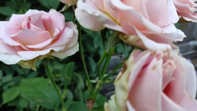 Роза "Ред ай" первый год посадки и другие новинки моего сада. смотреть онлайн