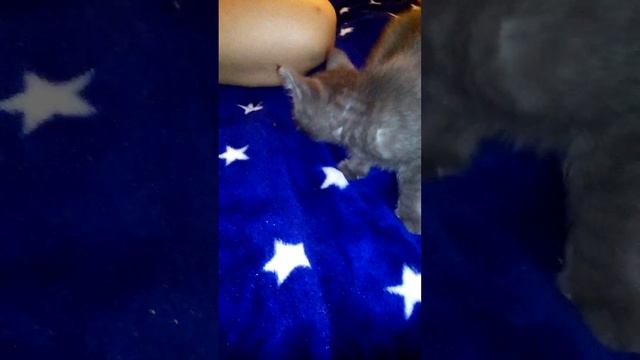 Кот ищет сиську смотреть онлайн